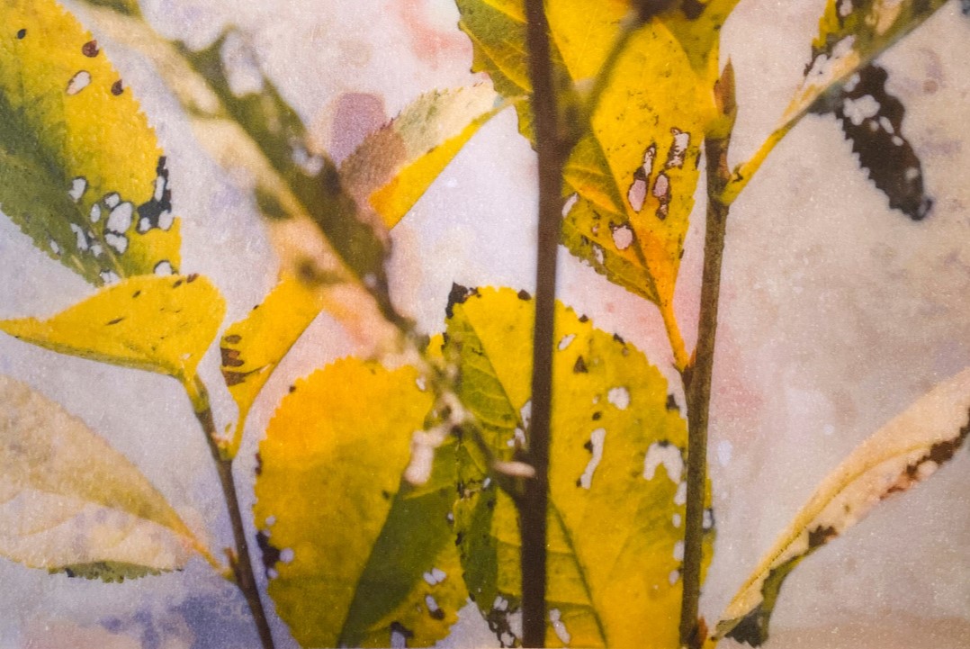 A photo of Rachel Deutmeyer's artwork featuring yellow and green leaves in nature.