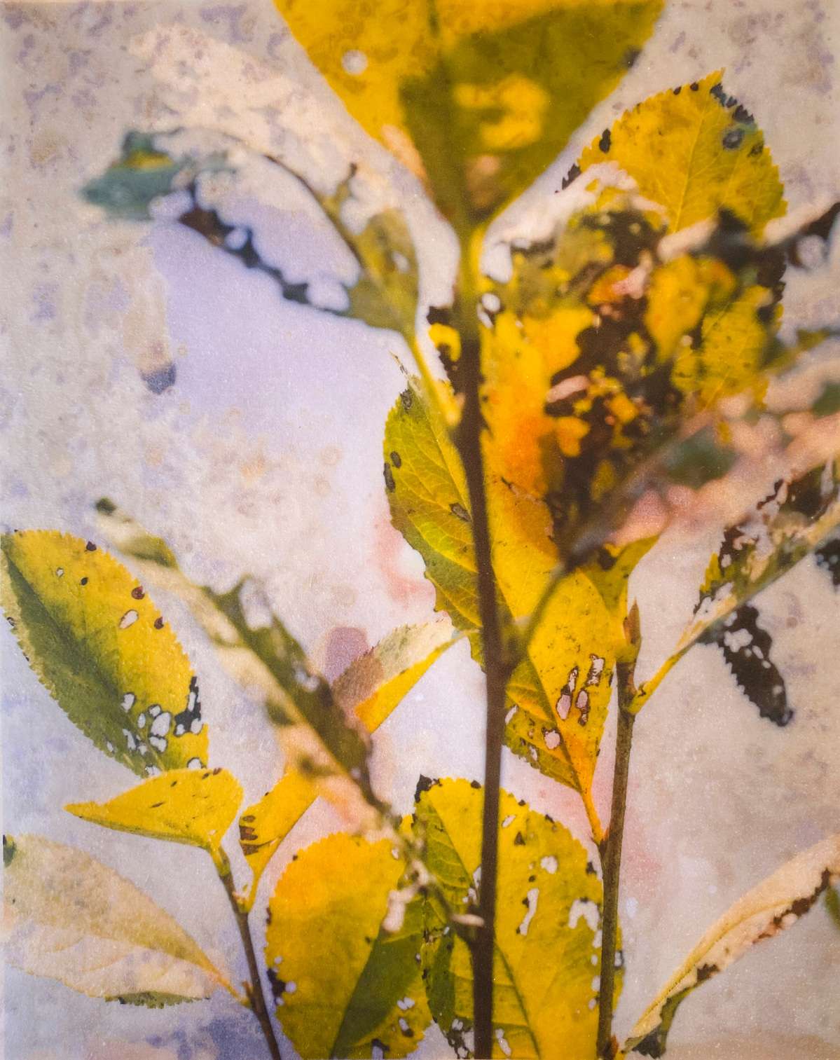 Rachel Deutmeyer art featuring yellow leaves in the Fall